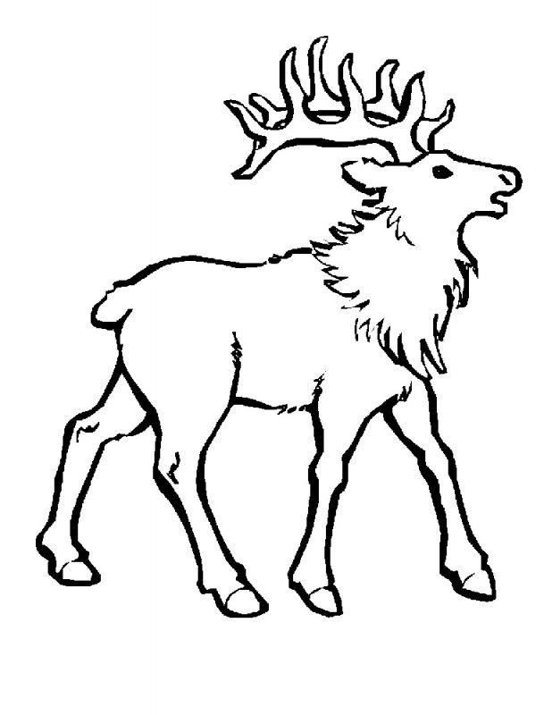 Elk Coloring Pages | K5 Worksheets