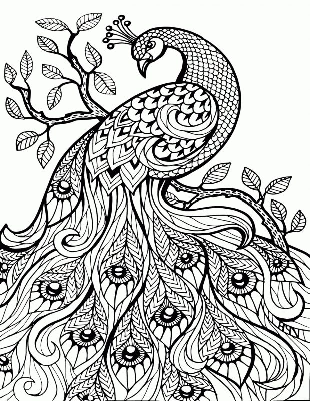 Peacock Coloring Pages K5 Worksheets