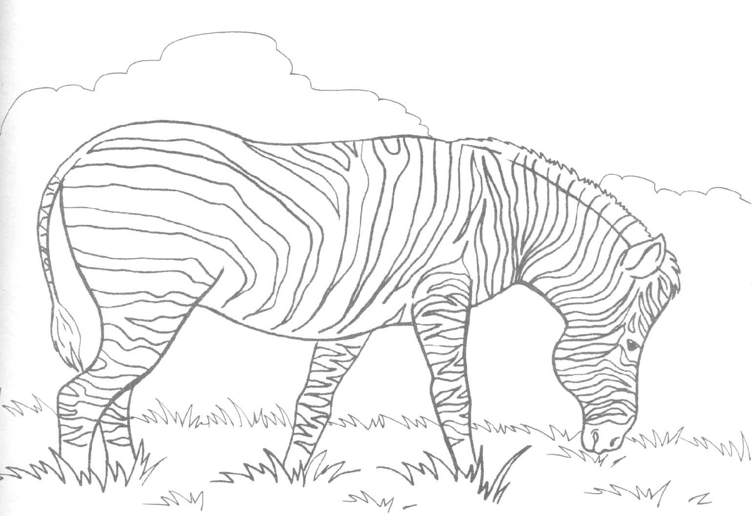 Zebra Coloring Pages Printable
