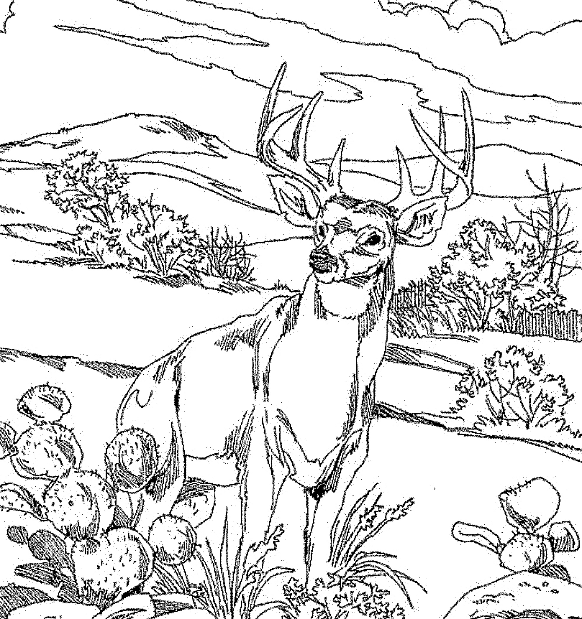 Free Adult Coloring Pages Animal