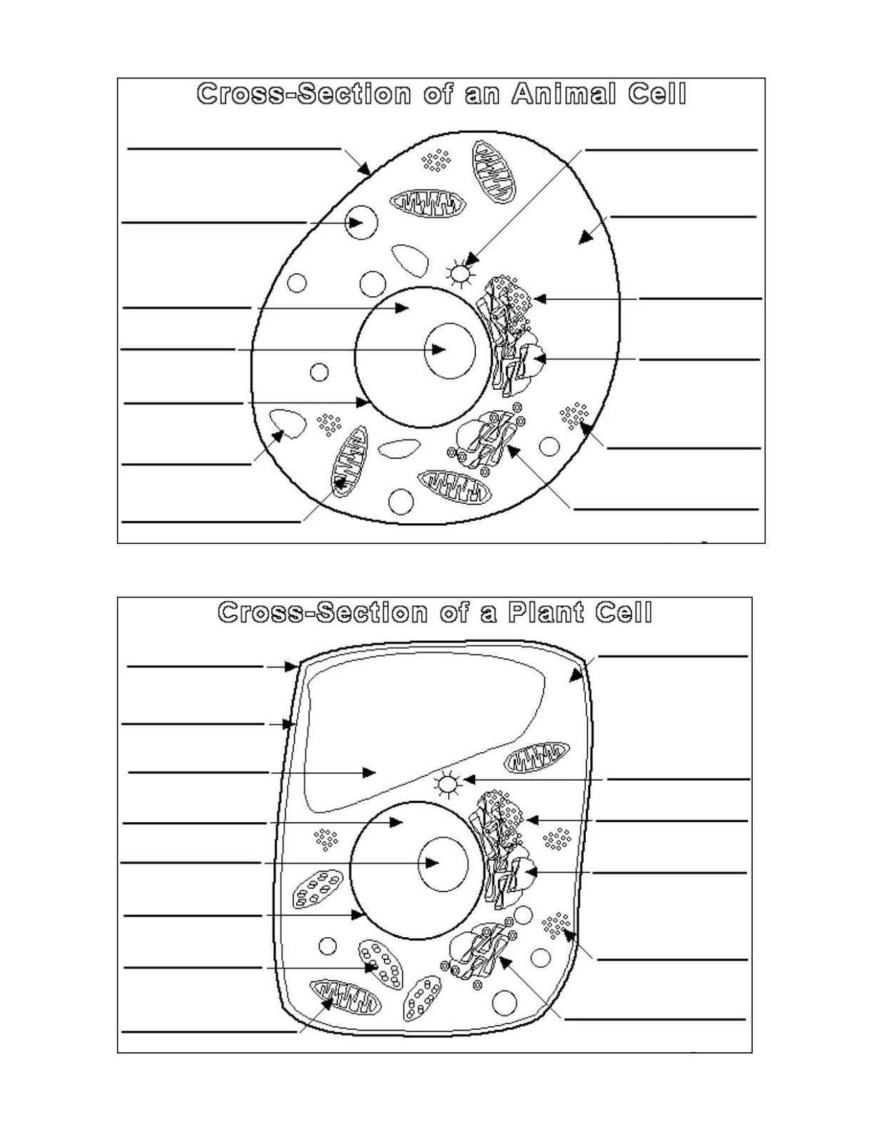 Animal-Cell-Coloring-Key-And-Plant-Cell