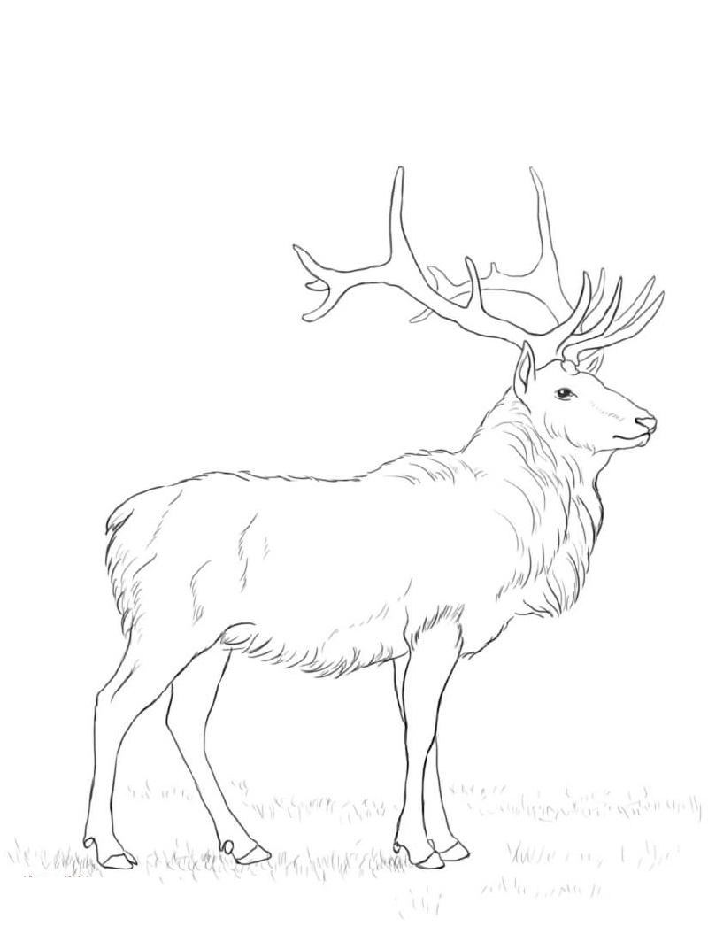 Buck Deer Coloring Pages