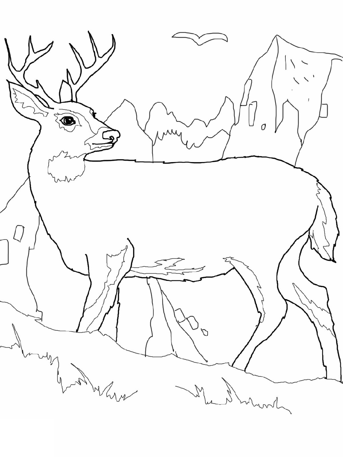 Deer Coloring Pages Pictures