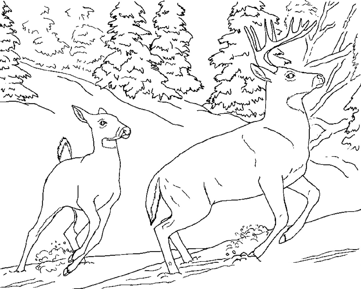 Deer Coloring Pages Printable