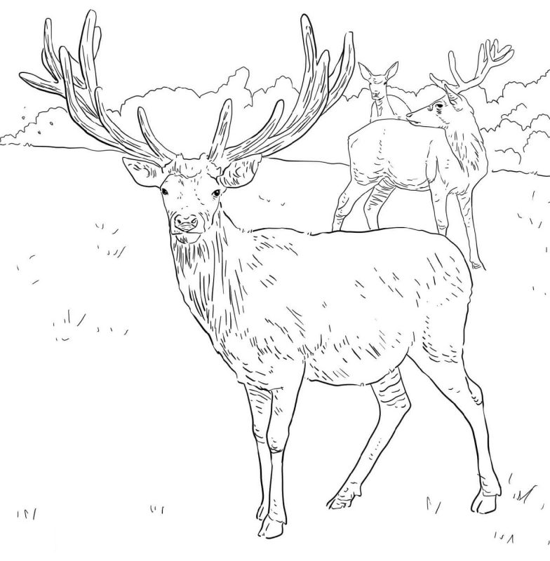 Deer Coloring Pages | K5 Worksheets