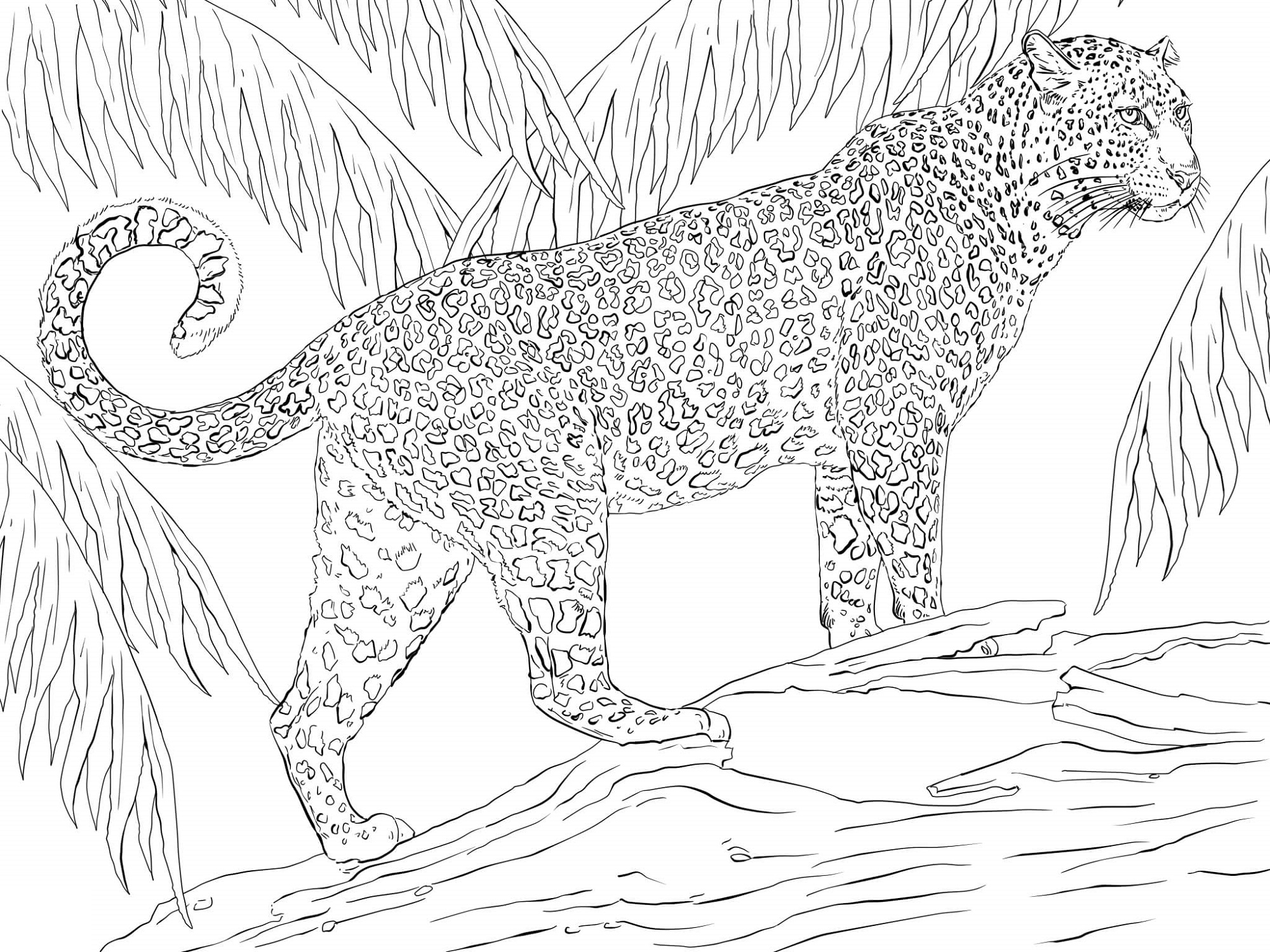 Jaguar Coloring Pages To Print