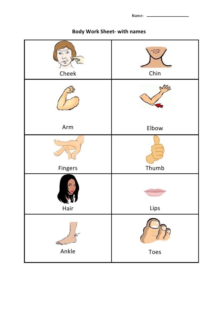 Kids Learning Worksheets Body Parts