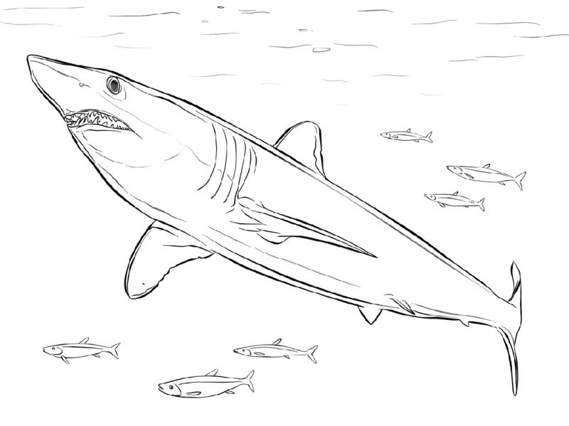 Leopard Shark Coloring Pages Usable | K5 Worksheets