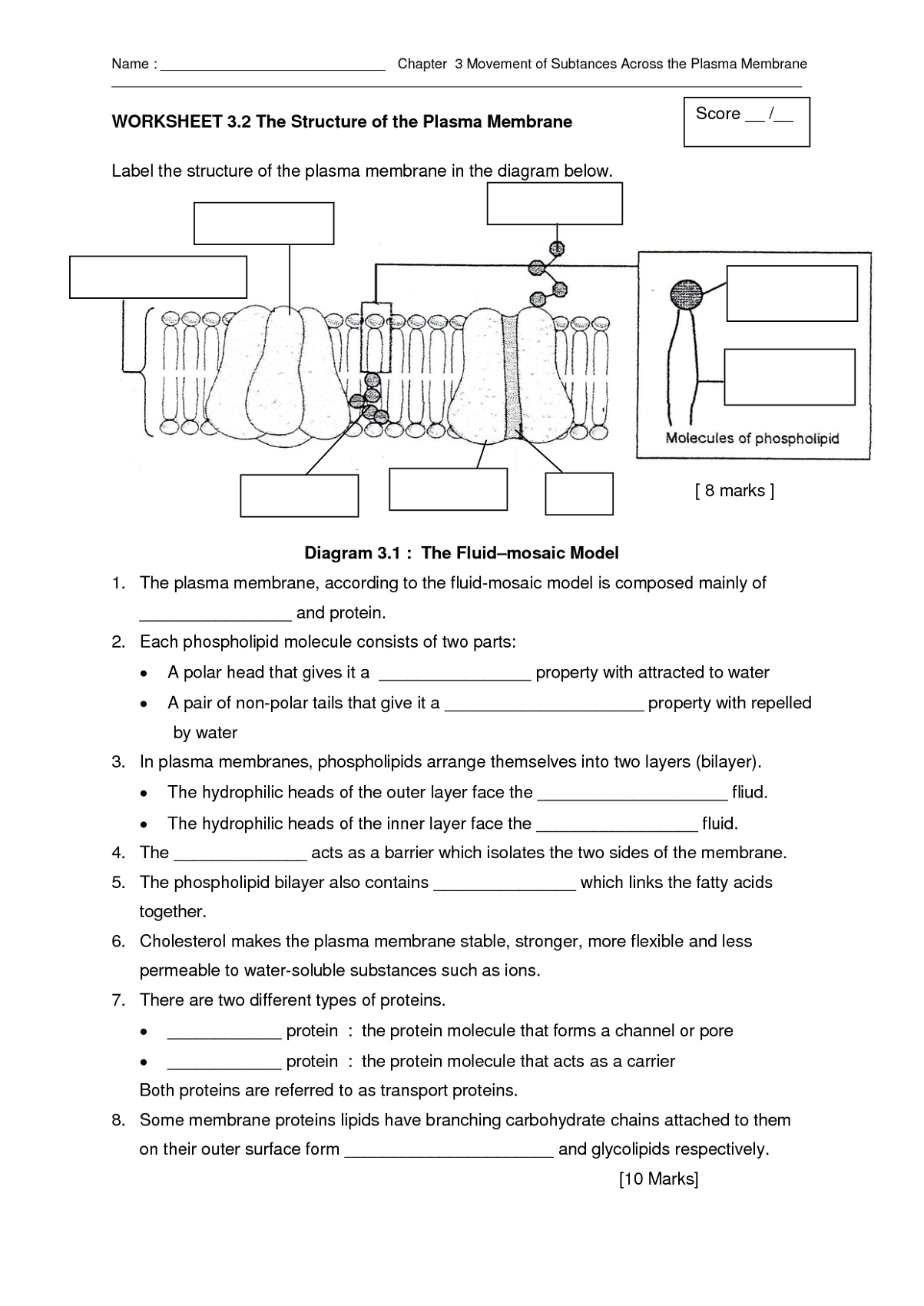 Cell Membrane Coloring Worksheet Structure
