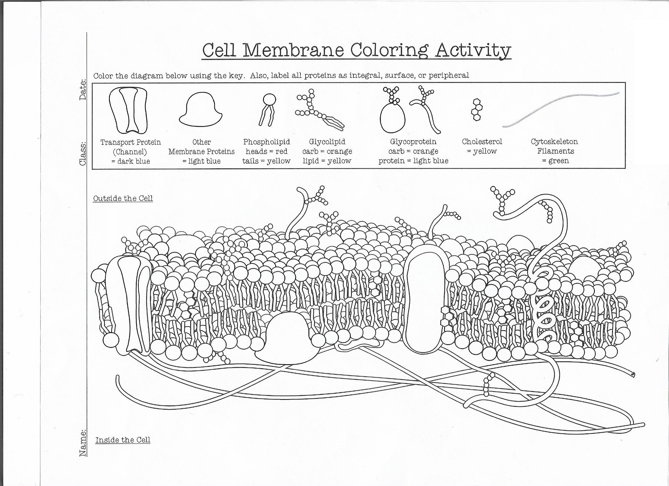 Cell Membrane Coloring Worksheet To Print