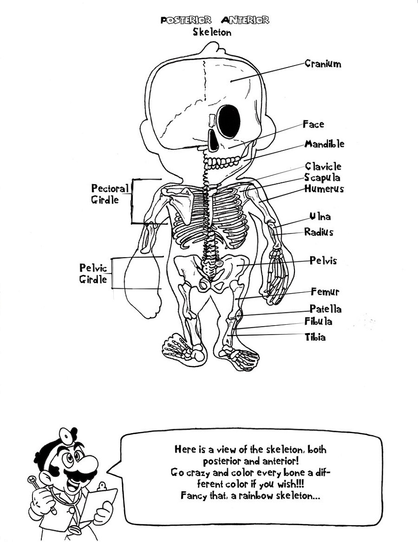 Doctor Mario's Anatomy Coloring Book