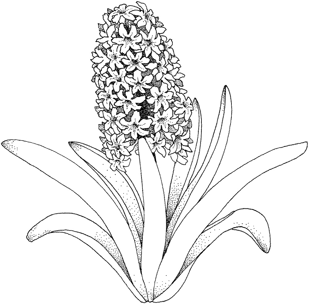 Flower Coloring For Adults