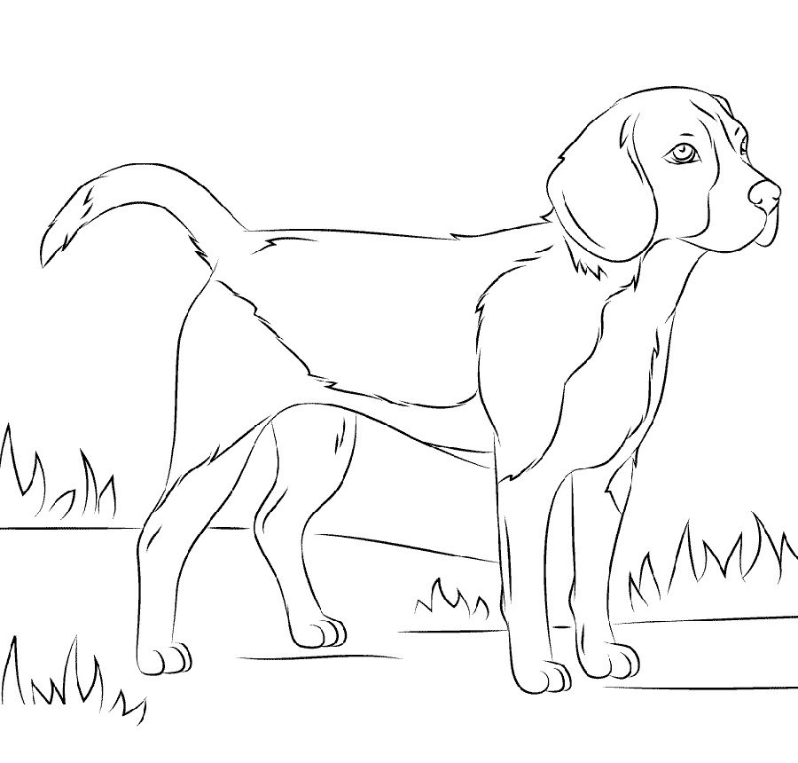 Beagle Coloring Pages Free