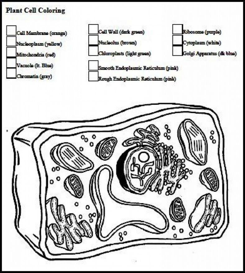 Plant Cell Coloring Key