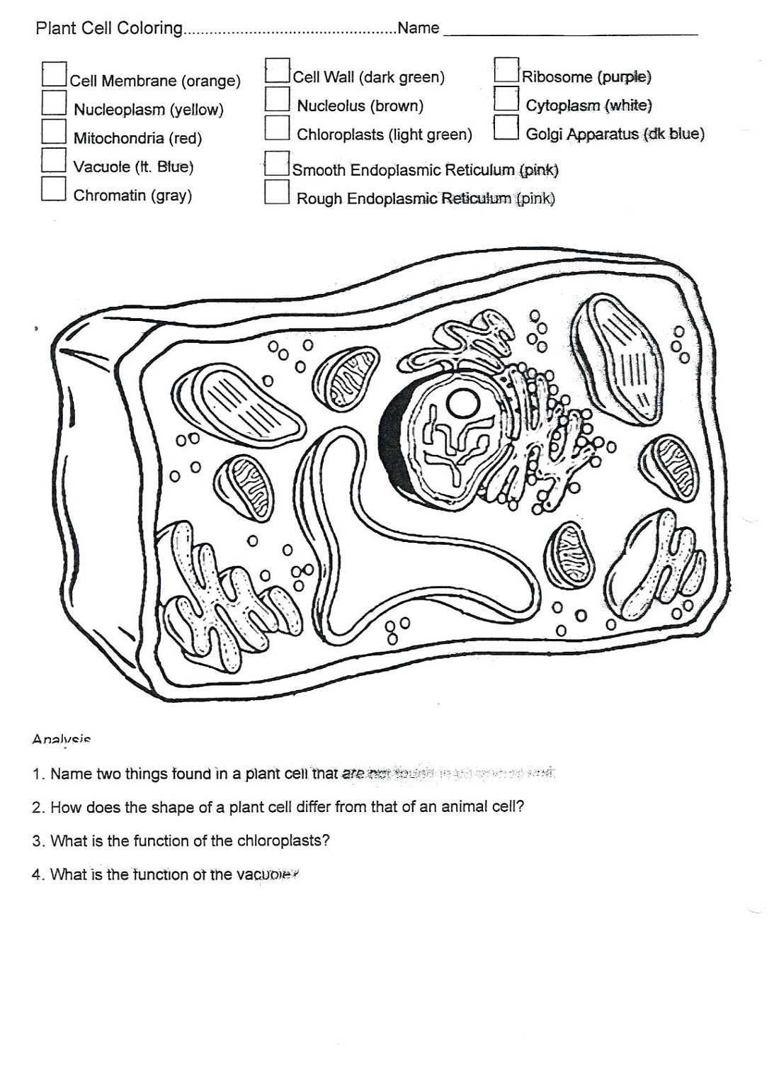 Plant Cell Coloring Key Blank