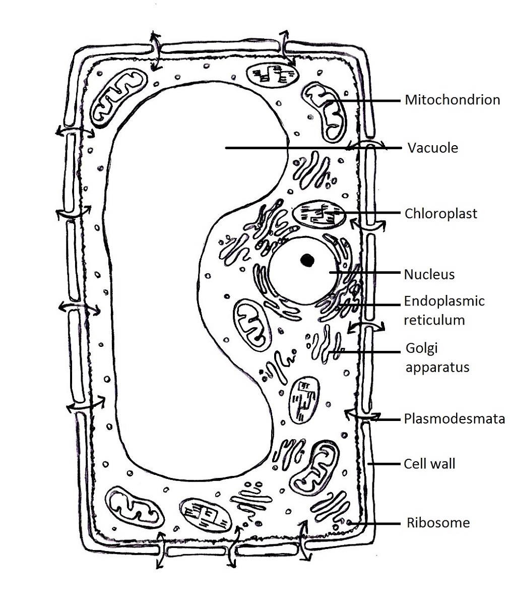 Plant Cell Coloring Key Free