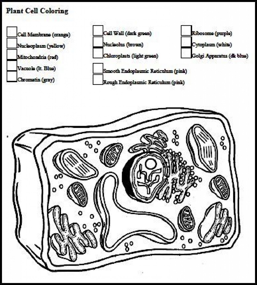 Animal Cell Coloring Sheet Cell Color 2 Human Cell Coloring Page Animal Cell Coloring Sheet Cell Color 2 Human Cell Coloring Page