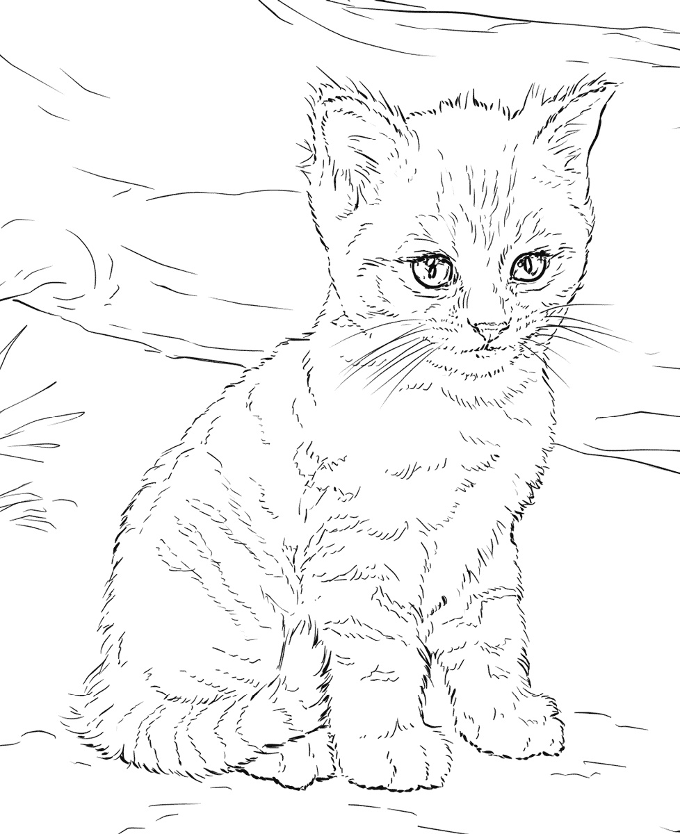 Kittens Printable Coloring Pages Printable World Holiday
