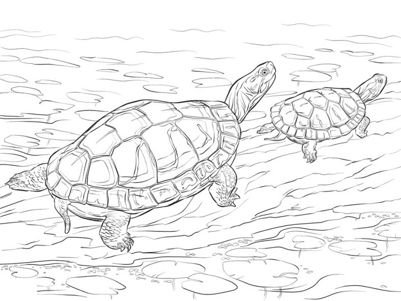 Red Eared Slider Coloring Page Coloring Pages